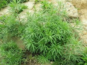 怀孕可以吃蒿瓜吗,蒿瓜在孕期是否适宜食用