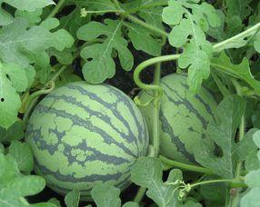 怀孕可以吃蒿瓜吗,蒿瓜在孕期是否适宜食用 第2张 怀孕可以吃蒿瓜吗,蒿瓜在孕期是否适宜食用 第2张