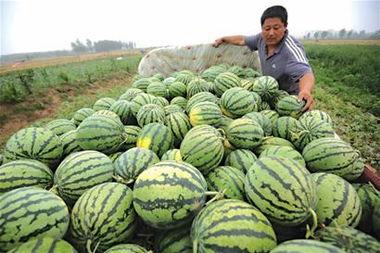 梦见吃瓜卖瓜,瓜田里的奇幻之旅 第2张 梦见吃瓜卖瓜,瓜田里的奇幻之旅 第2张