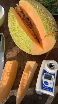 吃蜜瓜会苦,揭秘甜蜜背后的苦涩真相 第3张 吃蜜瓜会苦,揭秘甜蜜背后的苦涩真相 第3张