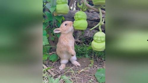 兔子吃茄瓜吗,探究兔子是否食用茄瓜的奥秘