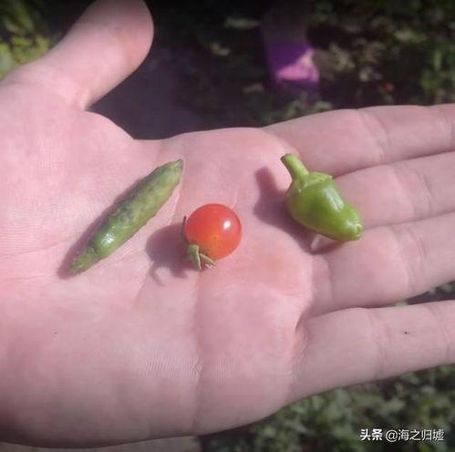 鸟吃瓜怎么治,古老智慧中的神奇食疗方法