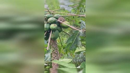 鸟吃瓜怎么治,古老智慧中的神奇食疗方法 第2张 鸟吃瓜怎么治,古老智慧中的神奇食疗方法 第2张