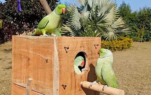 鸟吃瓜怎么治,古老智慧中的神奇食疗方法 第3张 鸟吃瓜怎么治,古老智慧中的神奇食疗方法 第3张