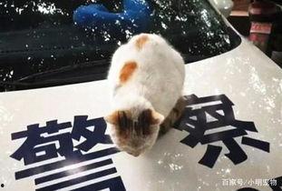 成都流浪猫吃瓜,揭秘城市角落里的温馨瞬间