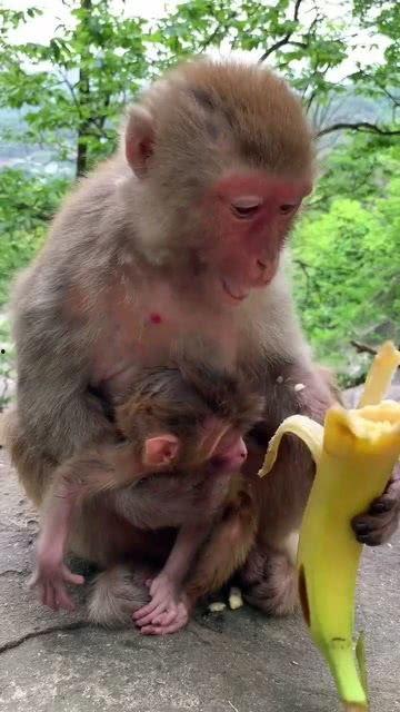 猴子和小孩吃瓜,猴娃共赏瓜果乐