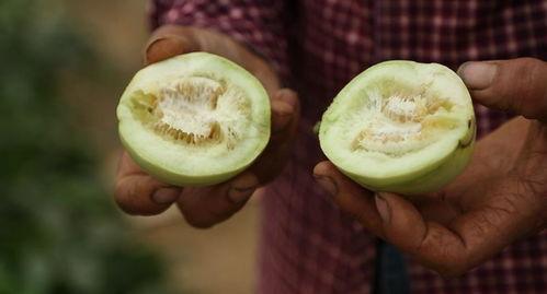 安阳柏庄吃瓜,一场吃瓜盛宴背后的故事