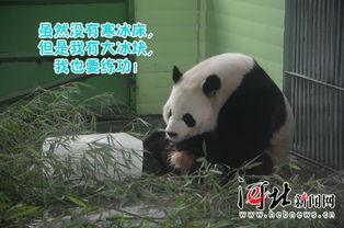 熊猫吃瓜现场,萌态百出，欢乐无限