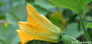 篮瓜花怎样吃,创意烹饪指南