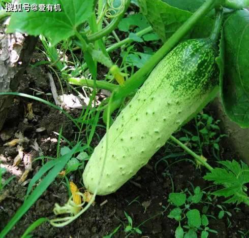 东北直接吃的瓜,一口鲜甜，尽享直接食用的瓜果盛宴