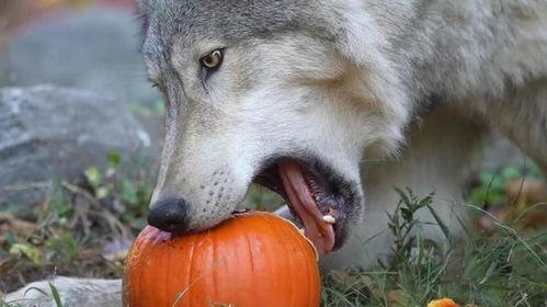 狼吃瓜,一场荒野生存的奇幻之旅