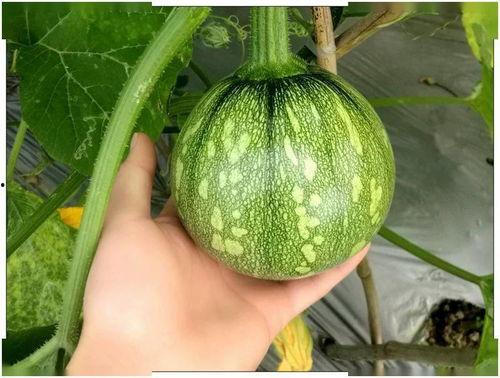 吃瓜小神棍,揭秘神秘现象背后的真相