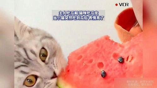 猫猫吃瓜图片,猫猫吃瓜图鉴