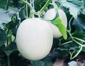 房销售吃瓜,揭秘销售背后的“吃瓜”真相