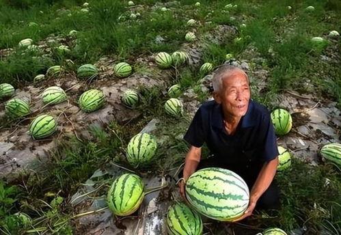 群众吃瓜的技术,轻松掌握围观热点秘诀