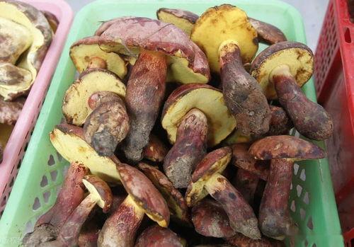 吃瓜嘉宾颜吱吱,揭秘娱乐圈吃瓜嘉宾的幕后故事