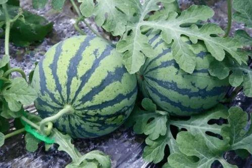 最新吃瓜教程,轻松解锁娱乐圈最新动态！