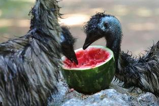 托米吃瓜,揭秘娱乐圈背后的那些事儿