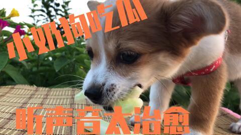 小狗在吃瓜,小狗瓜田乐享美食时光