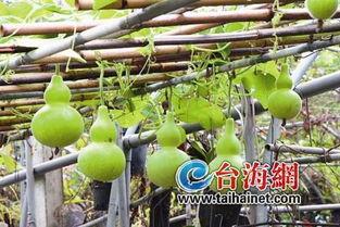 糖人可吃葫芦瓜吗