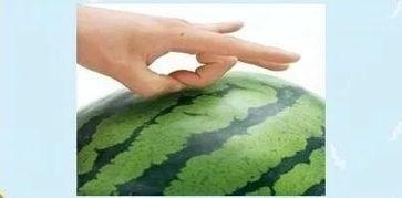 夏季吃瓜秘籍在此