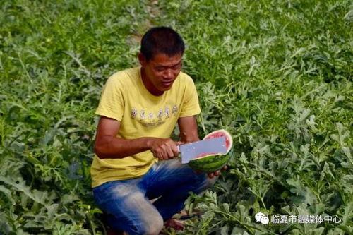 临夏滨河路吃瓜,瓜果飘香，夏日里的休闲天堂