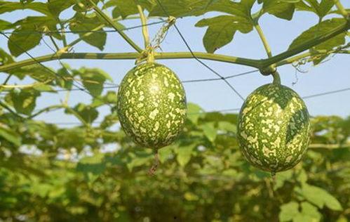 苹果和吊瓜能不能一起吃,苹果与吊瓜同食的饮食搭配探讨