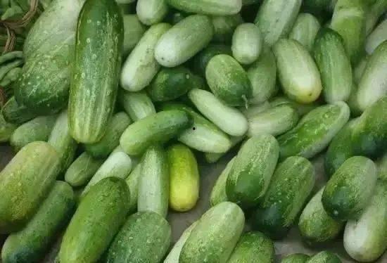 云南乳瓜怎么吃,解锁美味新体验