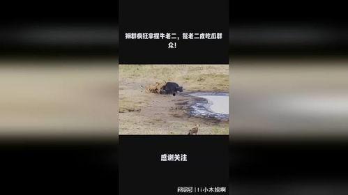 吃瓜老二,网络红人的崛起与影响力